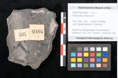 Foto (Objekt + Etikett) von Asterocarpus meriani Br. (NHMW-GEO-2024-0188-10495)